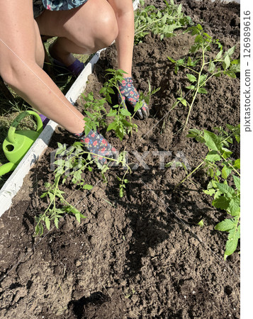 A woman plants tomato seedlings in a garden bed. 126989616