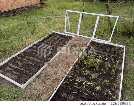 Raised garden beds with wooden frames. Filled with fertile soil. Planted with garden crops. Trellis frame installed for climbing plants. 126989625