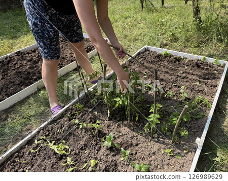 A woman tying up tomatoes. Puts sticks for tying up. Working on a garden bed in the vegetable garden. 126989629