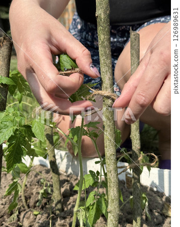 A woman tying up tomatoes. Working on a garden bed in the vegetable garden. Close-up. A woman tying up tomatoes. Working on a garden bed in the vegetable garden. Close-up. 126989631