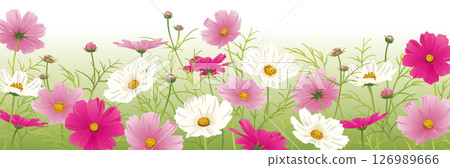Background material for the season when cosmos blooms 126989666