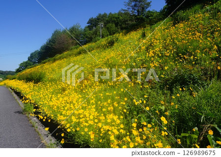 特定的外來指定植物盛開“Okinkeigiku” 126989675