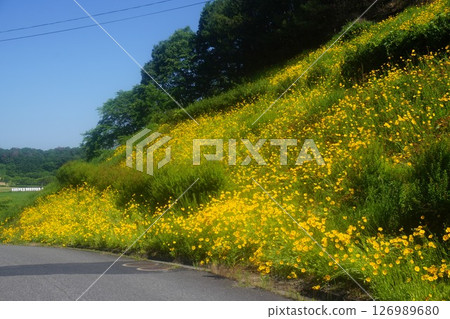 Specific alien designated plants in full bloom "Okinkeigiku" 126989680