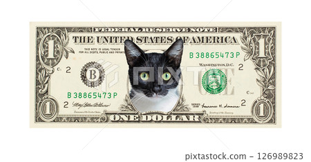 Funny fluffy cat pet on US dollar banknote isolated on white background 126989823
