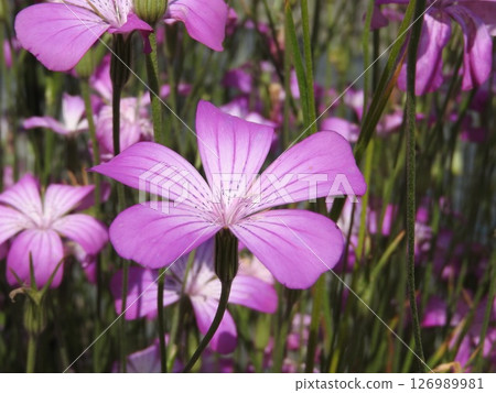 Agrostemma 'Gitago' flower Agrostemma 'Gitago' flower 126989981
