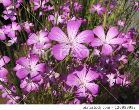 Agrostemma 'Gitago' flower Agrostemma 'Gitago' flower 126989982