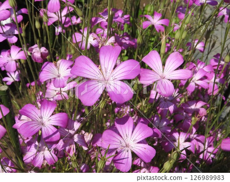 Agrostemma 'Gitago' flower Agrostemma 'Gitago' flower 126989983