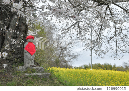 Hinata人等待Jizozakura 126990015