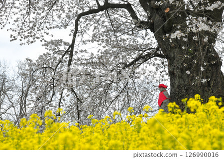 Hinata人等待Jizozakura 126990016