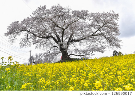 Hinata people waiting Jizozakura 126990017