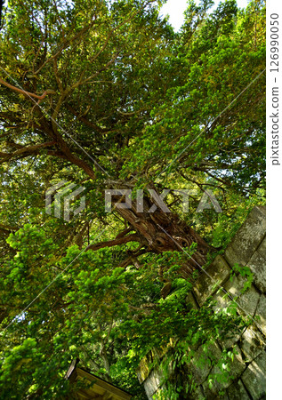 Hanitsu Shrine, the guardian deity of Aizu, in Minesan, Inawashiro Town, Fukushima Prefecture 126990050