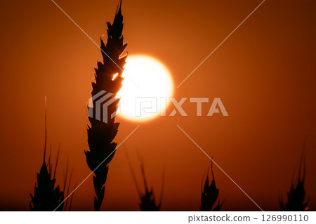 Wheat Ear Close-Up Silhouette with Sunset Sun 126990110