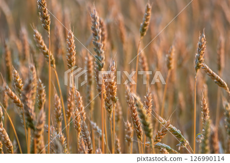 Wheat Spikes in Morning Light Close-up Wheat Spikes in Morning Light Close-up 126990114