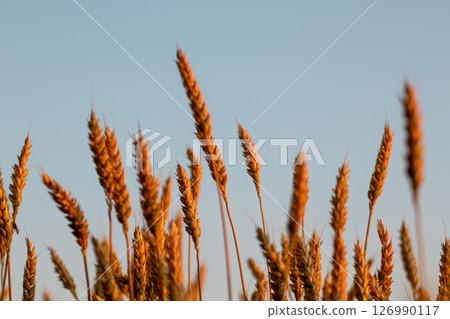 Wheat Close-Up with Blue Sky in Golden Light Wheat Close-Up with Blue Sky in Golden Light 126990117