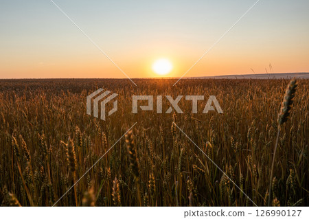 Golden Sunrise Over Ripe Wheat Field Golden Sunrise Over Ripe Wheat Field 126990127