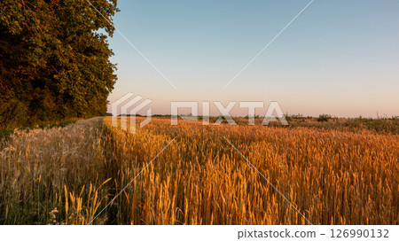 Wheat Field Rural Landscape in Warm Light Wheat Field Rural Landscape in Warm Light 126990132