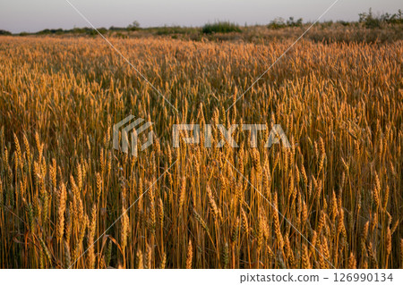 Ripe wheat ears in morning warm sunshine Ripe wheat ears in morning warm sunshine 126990134