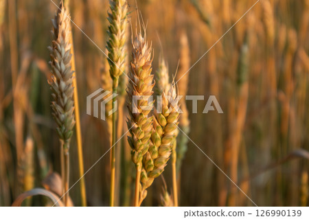 Wheat Spikes Close-Up in Sunny Field 126990139