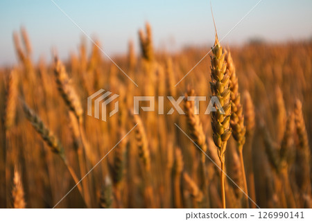 Wheat Spikes Close-Up in Sunny Field 126990141
