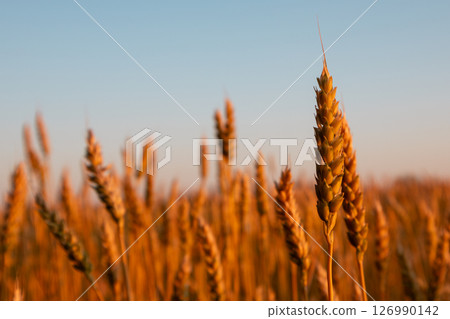 Wheat Spikes Close-Up in Morning Field 126990142