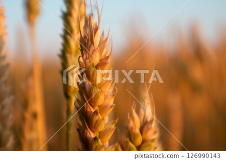 Wheat Spikes Close-Up in Agriculture Field 126990143