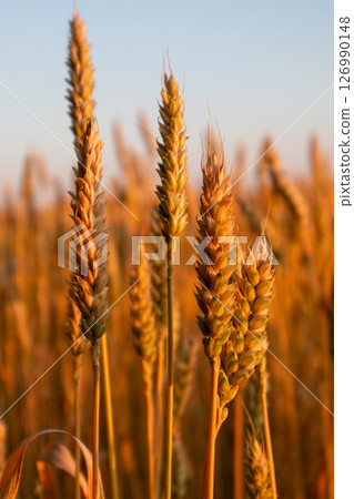 Wheat Spike Details in Summer Field Wheat Spike Details in Summer Field 126990148