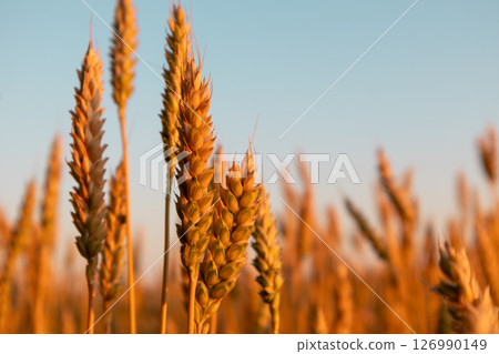 Wheat Spikes Close-up on Blue Sky Wheat Spikes Close-up on Blue Sky 126990149