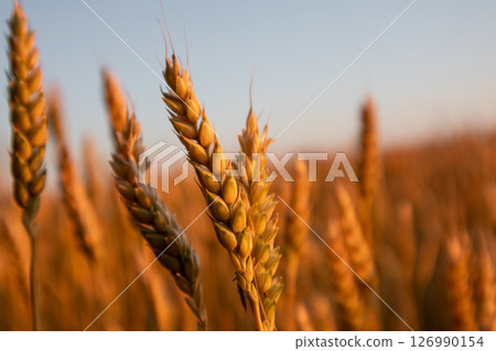 Wheat Crops, Field Close-up on Blue Sky Wheat Crops, Field Close-up on Blue Sky 126990154