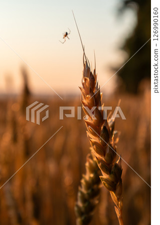 Wheat Close-Up with Spider and Golden Glow 126990160