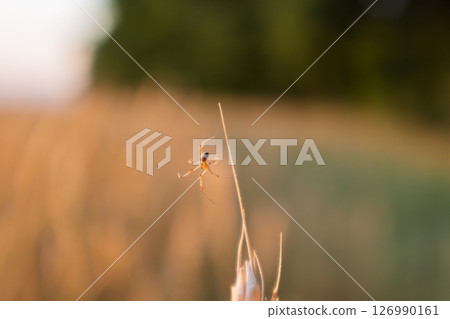 Spider Hanging on Wheat Spike on Blurry Background 126990161