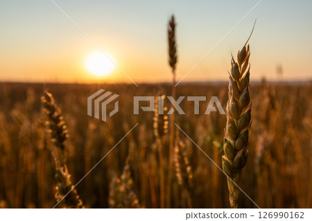 Golden Sunrise Sun above Wheat Field Close-up 126990162