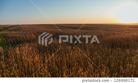 Wheat Field Landscape at Sunrise with Blue Sky 126990172