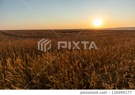 Wheat Field Landscape with Shining Sun Wheat Field Landscape with Shining Sun 126990177
