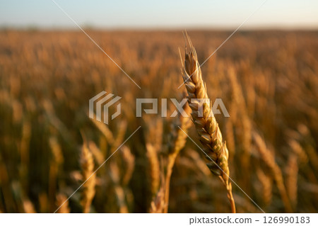 Wheat Ears Close-up in Blurred Field Scene 126990183