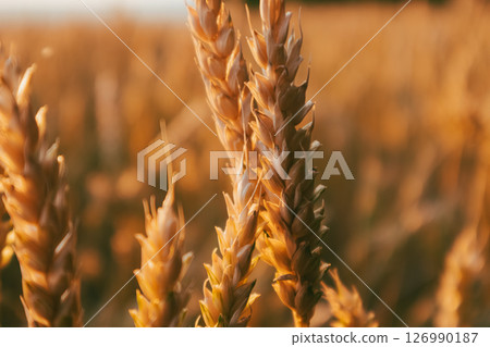 Golden Wheat Ears Close-up in Blurred Field Golden Wheat Ears Close-up in Blurred Field 126990187