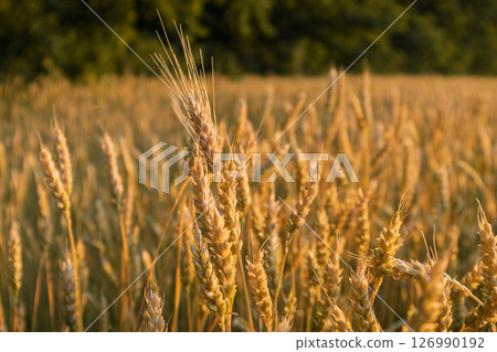 Golden Sunny Wheat Field Scenery Golden Sunny Wheat Field Scenery 126990192