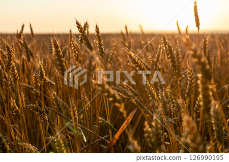 Ripe wheat close-up in summer rural field Ripe wheat close-up in summer rural field 126990195