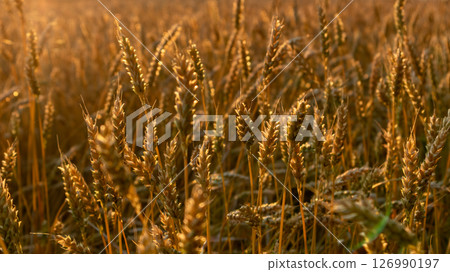 Ripe wheat close-up in summer sunny field Ripe wheat close-up in summer sunny field 126990197