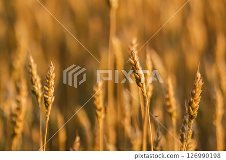 Golden Wheat Ears Close-up in Blurred Field Golden Wheat Ears Close-up in Blurred Field 126990198