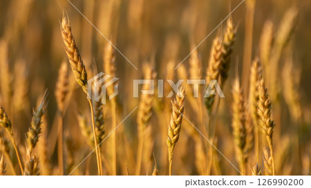 Wheat Close-up in Grain Field 126990200