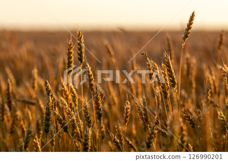 Golden wheat close-up in summer grain field Golden wheat close-up in summer grain field 126990201