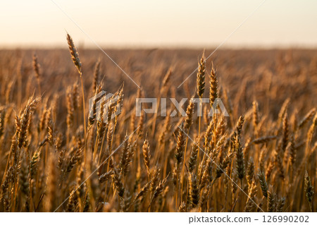 Ripe wheat growing in summer rural field 126990202