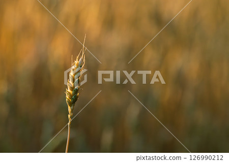 Wheat Spike Close-up on Blurred Field Background Wheat Spike Close-up on Blurred Field Background 126990212