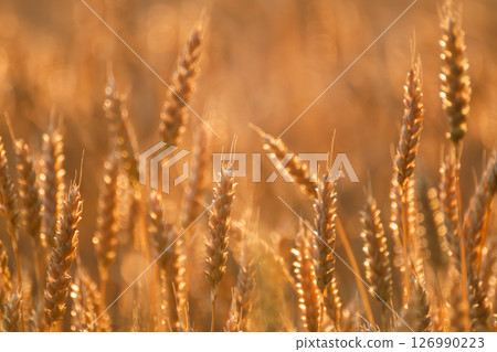 Close-up of Wheat Ears Growing in Field Close-up of Wheat Ears Growing in Field 126990223
