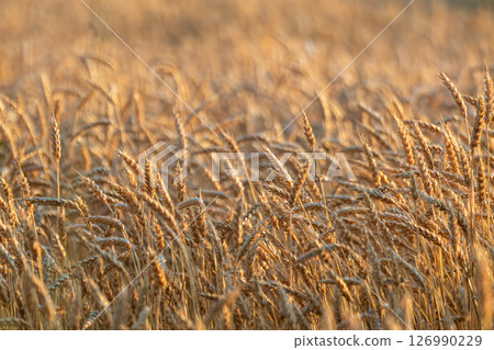 Wheat Textures on Grains Field Landscape 126990229