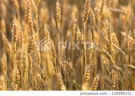 Wheat Crops in Ripe Grains Field 126990232