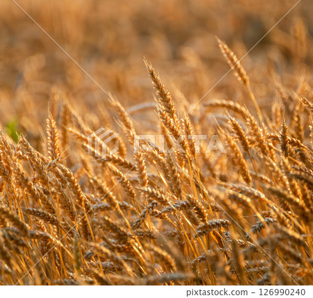 Close-up of wheat field in golden sunlight 126990240