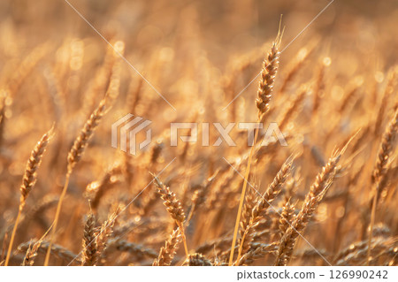 Close-up wheat ears on field in golden sunlight 126990242