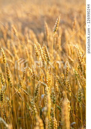 Wheat Spikes on Grains Field Vertical View Wheat Spikes on Grains Field Vertical View 126990244