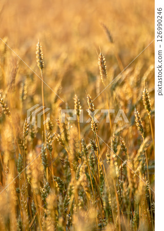 Wheat Grains Field Close-up Vertical View 126990246